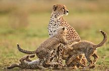 Manyara and Ngorongoro Crater