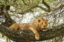 3-Day Safari Tour to Tarangire National Park, Lake Manyara National Park and Ngorongoro Crater from Arusha