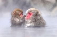 1-Day Snow Monkeys, Zenko-ji Temple & Sake in Nagano