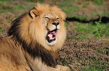 Addo Elephant Park All-Inclusive Day Safari from Port Elizabeth