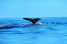 Whale Watching by Sea Kayak in Batemans Bay 