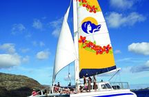 Waikiki Panorama Sail: Search for Hawaiian Sea Turtles