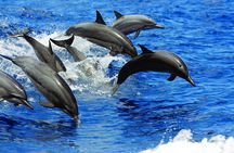 Luxury Hawaiian Sea Turtle, Dolphin Sail and Kona Snorkel