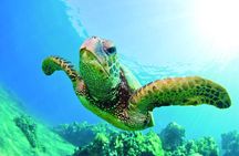 Hawaiian Sea Turtle Snorkel Sail Waikiki