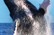 Oahu Whale Watching Excursion