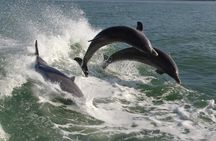 St. Pete Beach Dolphin Racer Adventure