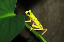 Night Walk Experience at Natura Eco Park, (frogs snakes mammals insects birds)