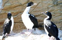 Bird Watching and Dolphin Eco-Tour from Picton
