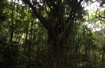 Volcano Crater hike in St Kitts