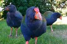 Kapiti Island Classic Guided Day Tour