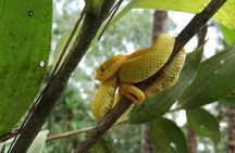 Morning Arenal Volcano Hike, Lunch & Natural Hot Springs River