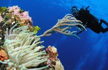 PADI Discover Scuba Diving in Playa del Carmen