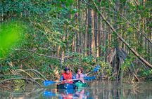 Mangrove Forest Kayak Exploration