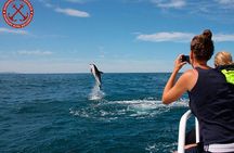 Dolphins Watching in the National Park Brijuni from Pula