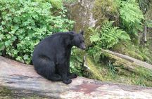 Prince of Wales Island Bear-Viewing Tour By Air From Ketchikan