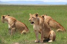 3days Masai Mara private safari with a 4x4 land cruiser Jeep