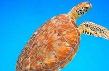 Afternoon Snorkeling Adventure in St Thomas
