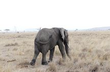 Private 6-Day Tarangire Manyara Crater and Serengeti with Mid-Range Lodges
