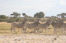 Zebra Trail Makgadikgadi Day Trip