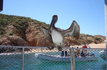 Private Snorkel Cruise in Cabo San Lucas