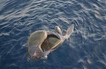 Private Snorkel Cruise in Cabo San Lucas