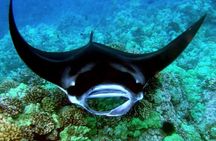 Small-Group Manta Ray Night Snorkel from Kona