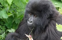 Gorilla trekking Transfer From Kigali
