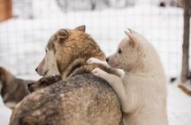 Lapland Husky Safari from Saariselkä
