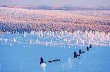 Lapland Husky Safari from Saariselkä