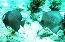 Snorkeling with Caribbean Fish