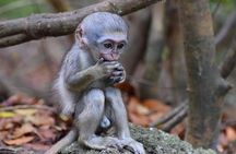 Barbados Small-Group Monkey Feeding Experience 