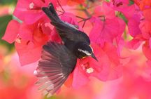 Hunte's Garden and St Nicholas Abbey small group Barbados tour