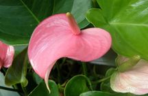 Hunte's Gardens & St Nicholas Abbey