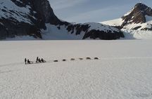 Juneau Helicopter and Dogsledding with Added Glacier Landing