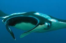 Full-Day Koh Bon Scuba Diving from Phuket