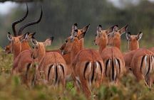 Lake Nakuru National Park Full Day