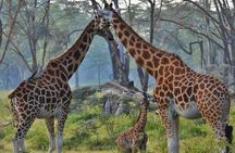 Lake Nakuru National Park Full Day