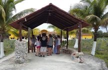 Private Jeep Excursion in Cozumel with Lunch and Snorkeling