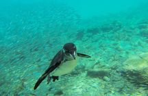 Full-Day Pinzon Island Snorkeling and Fishing 
