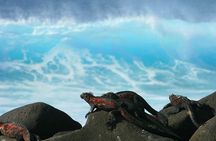 Tour Lobos Island from San Cristobal