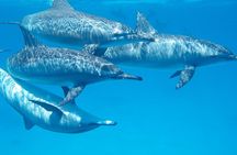Swim with Wild Dolphins in Hurghada