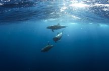 Swim with Wild Dolphins in Hurghada