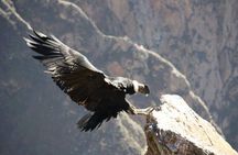Full Day Trip to Colca Canyon from Arequipa