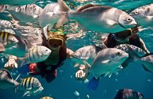 Sunset Catamaran and Snorkeling Cruise At Carlisle Bay