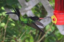 Skip the Line: Ahhh Ras Natango Gallery and Garden Admission Tickets