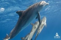 Snorkeling Trip At Satayh Dolphin Reef 
