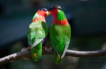 Kula Eco Bird Park ,Momi Gun Site And Market Tour Ex Marriott and Denarau resort