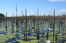 Half-Day Tigre Delta Tour from Buenos Aires including Lunch 