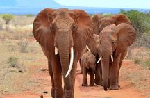David Sheldrick Elephant Orphanage Half-Day Tour in Nairobi 