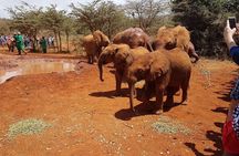 Nairobi National Park, Giraffe Center and Elephant Orphanage Day Tour from Nairobi